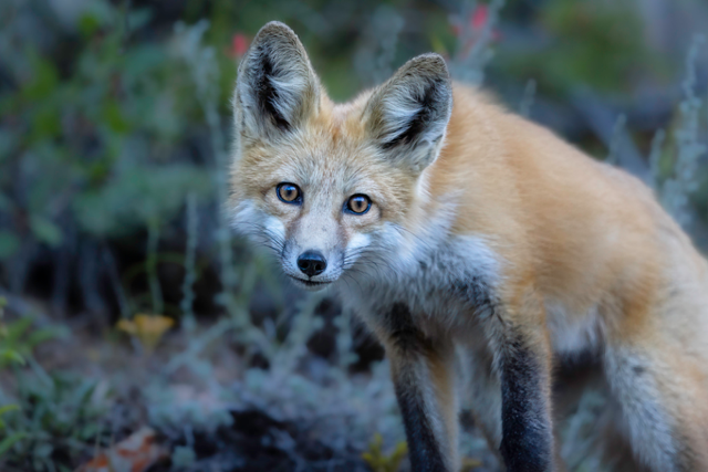 " Don't Look at Me " Fox Print on Metal