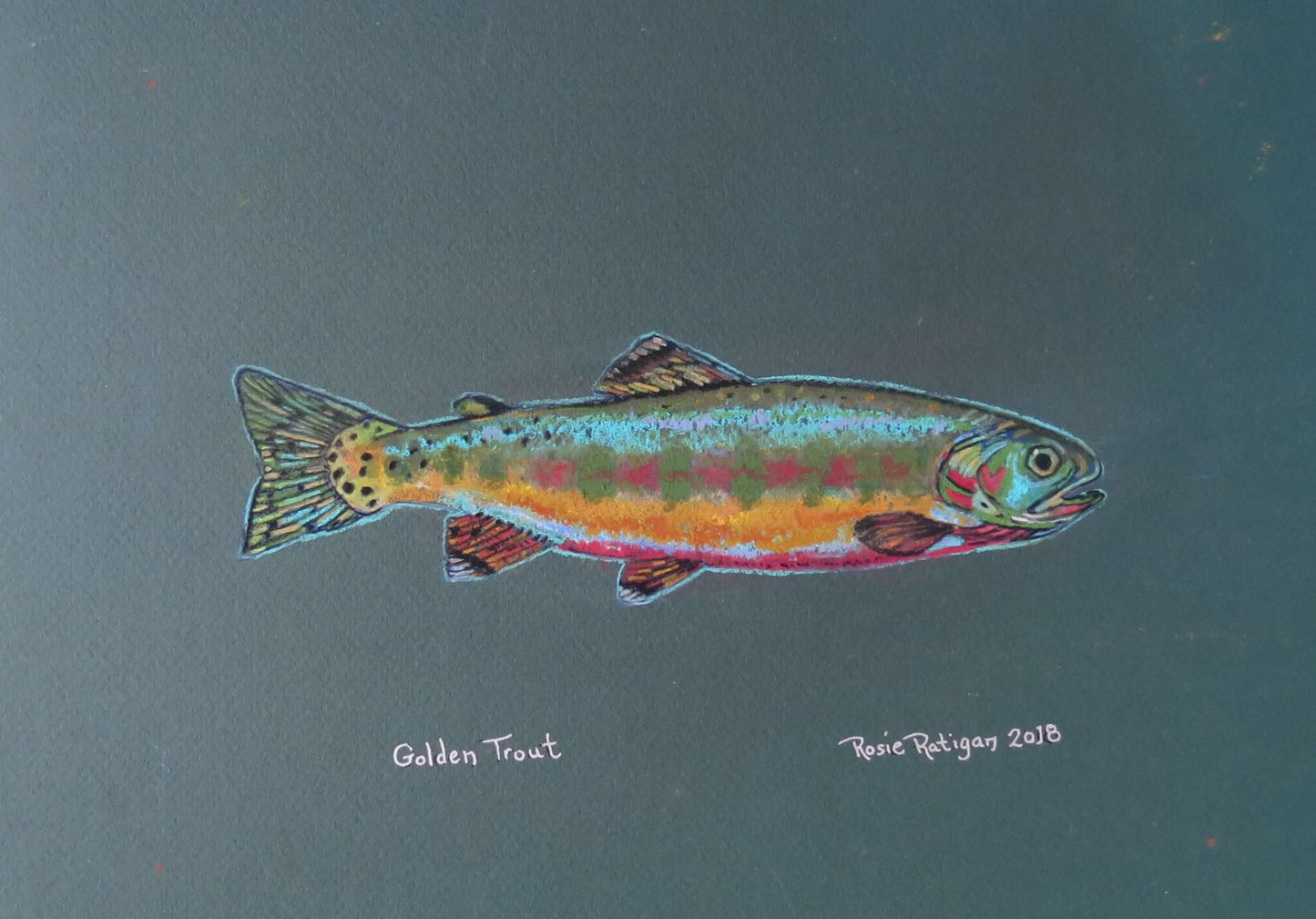 Card Pack- Set of 4 -Assorted Trout -Fish