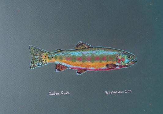 Card Pack- Set of 4 -Assorted Trout -Fish