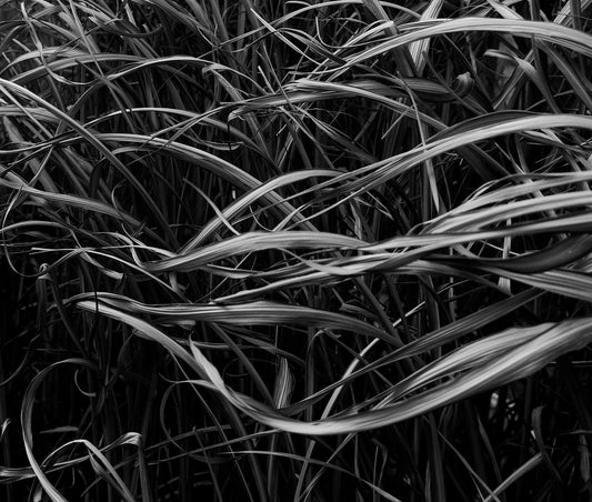Photograph Print - "Grass Dance"