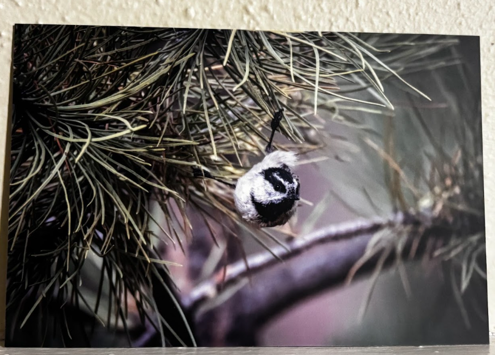 Postcard- Photos- Wyoming Wildlife and Scenery