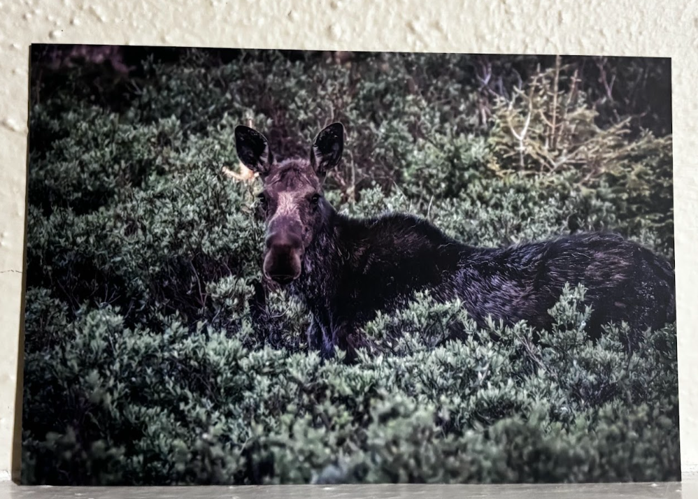 Postcard- Photos- Wyoming Wildlife and Scenery