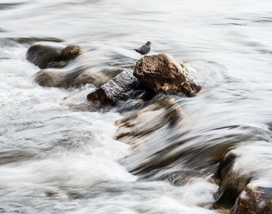 Matted Photo Print- "Life on the Edge"