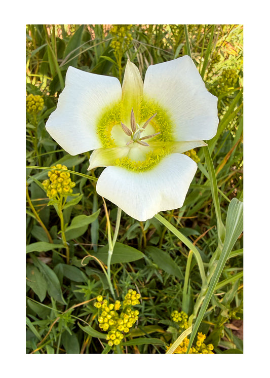 Greeting Card- Mariposa Lily