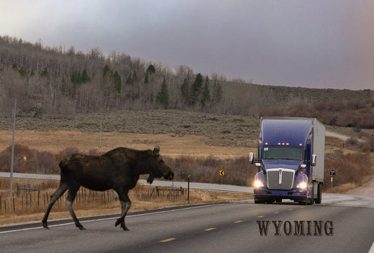 Post Card - " Wild Right of Way " Moose