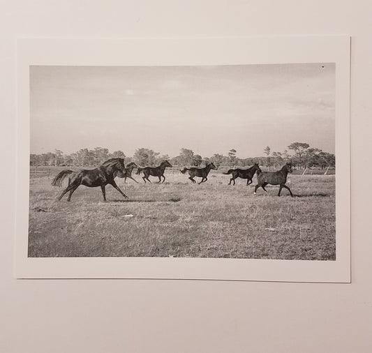 " Overland Trail Arabians " Greeting Card