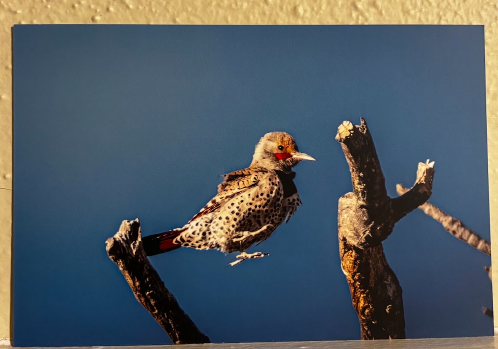 Postcard- Photos- Wyoming Wildlife and Scenery