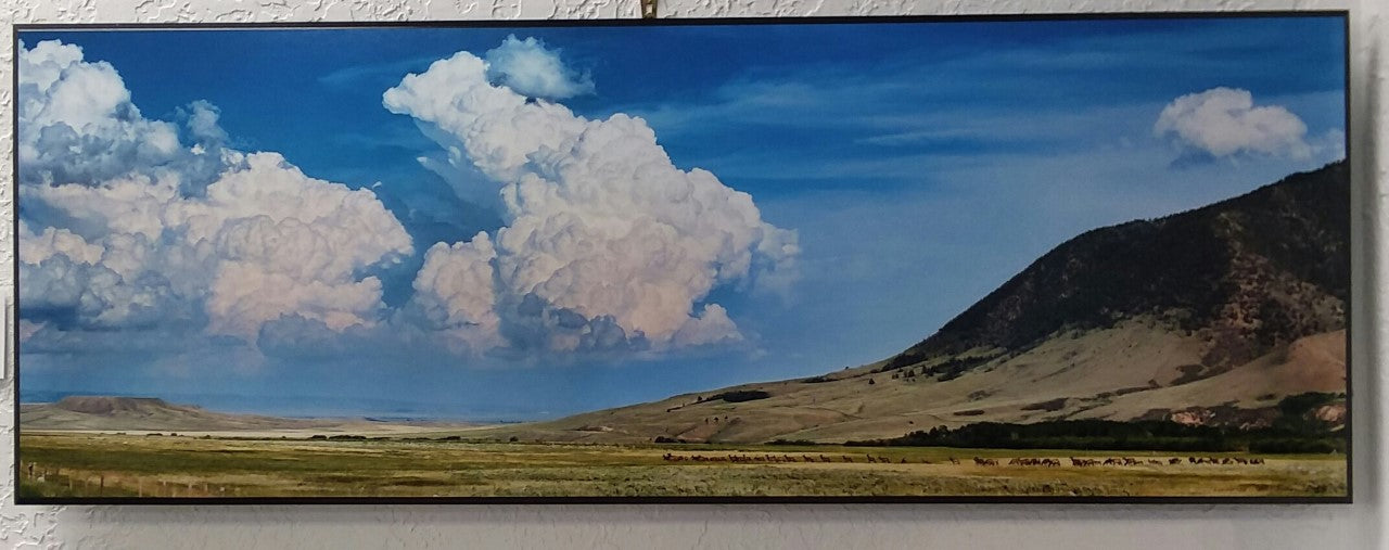 " Elk Below Sheep Mountain " Photograph