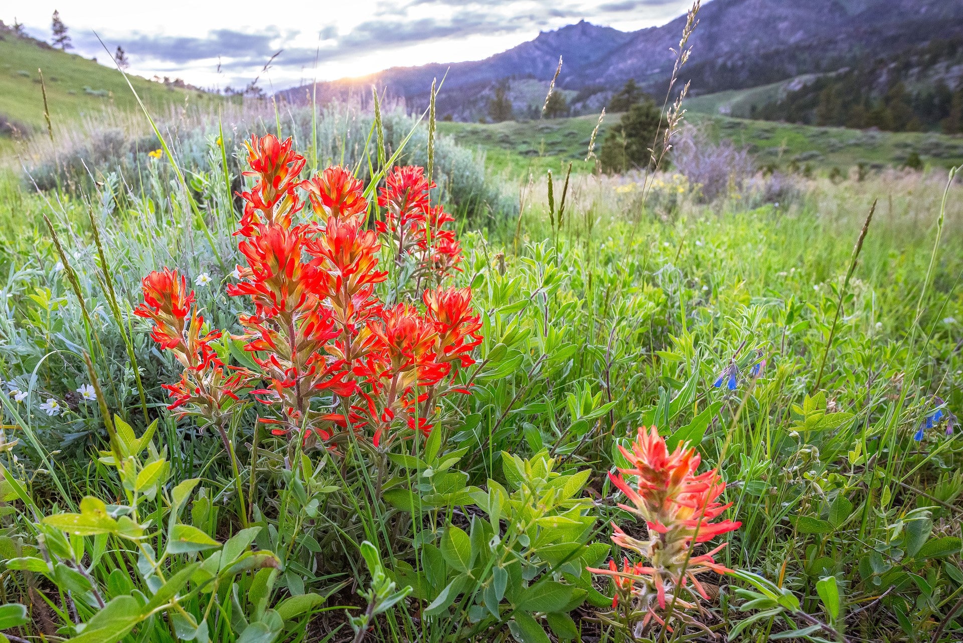 Wyoming's State Flower, the Indian Paintbrush, stands front and center  Green of the high mountain meadows along with the purple of the the Laramie Mountain Range just East of Laramie and there is a hint of the sun coming up over the mountains on this beautiful morning