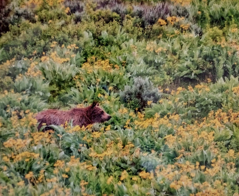 Grizzly Bear Cub in Yellow Flowers Photographer: Jason Sondgeroth  Cub 1098 of the famous Wyoming Grizzly Bear 399 thriving in the Grand Tetons of Wyoming  Grizzly cub is standing in field full of Arrow Leaf Balsom Root flowers and sagebrush  Print measures 11.5" long x 8.5" high  Ready for a frame  Thin cardboard backing and wrapped in plastic for protection  Please note photograph was taken by the artist