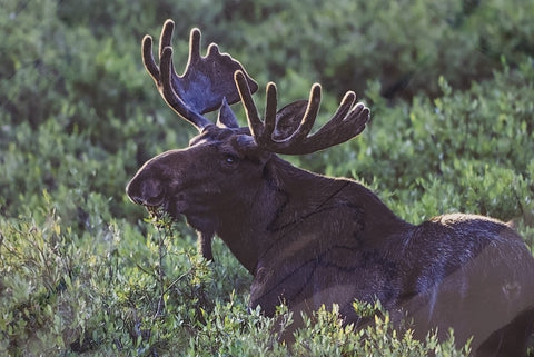 " Early Morning Breakfast " Bull Moose Print Photographer: Jason Sondgeroth  Bull moose eating on willows in the early morning  Taken in the Snowy Range just west of Laramie Wyoming  Print measures 11.5" long x 8.5" high  Ready for a frame  Thin cardboard backing and wrapped in plastic for protection