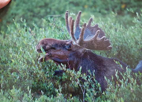 " Concentration " Bull Moose Side-Eye Print Photographer: Jason Sondgeroth  Bull moose eating on willows in the early morning  Concentrating to get the willow leaves and giving the viewer the side-eye  Taken in the Snowy Range just west of Laramie Wyoming  Print measures 11.5" long x 8.5" high  Ready for a frame  Thin cardboard backing and wrapped in plastic for protection