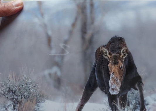 " Winter Harvest " Cow Moose in Snow Print Photographer: Jason Sondgeroth  Cow moose trudging through the snow looking for food in the winter  Taken in the Grand Tetons of Wyoming  Grand Teton National Park  Print measures 11.5" long x 8.5" high  Ready for a frame  Thin cardboard backing and wrapped in plastic for protection