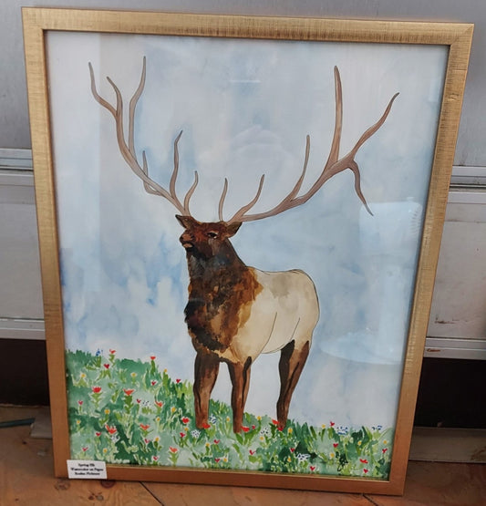 " Spring Elk " Framed Original Watercolor