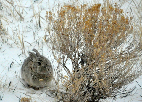 " Cold Bunny " Greeting Card