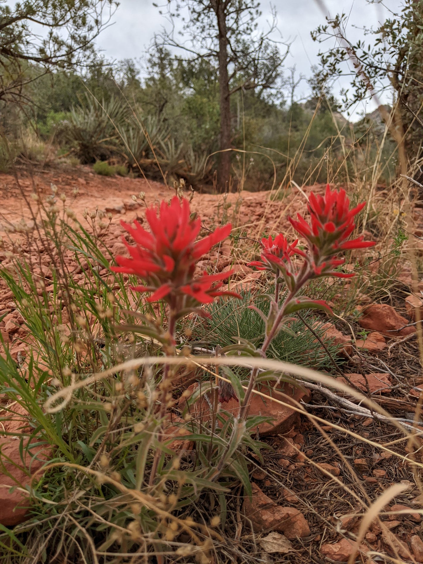 photograph of Indian Paintbrush