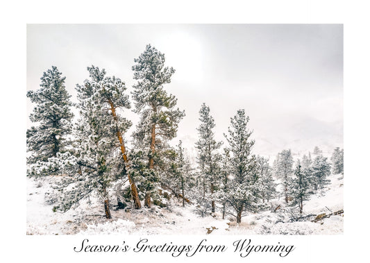 " Season's Greetings from Wyoming " Ponderosa Pine Card