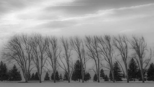 Photograph Print - "Tree Line"