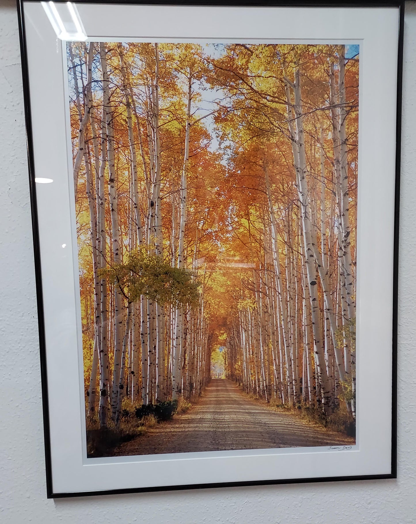 Photograph Print- "Aspen Alley"
