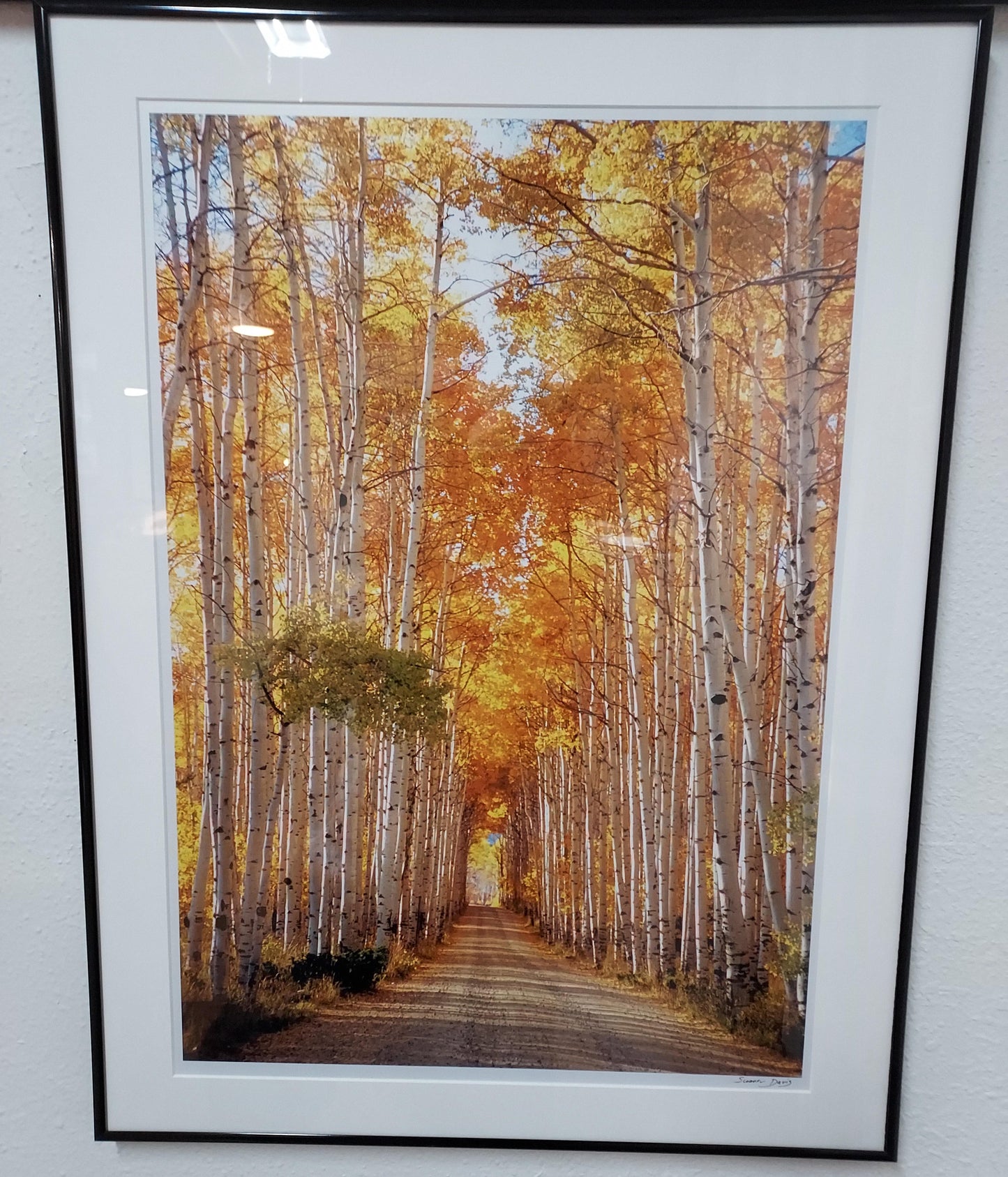 Photograph Print- "Aspen Alley"