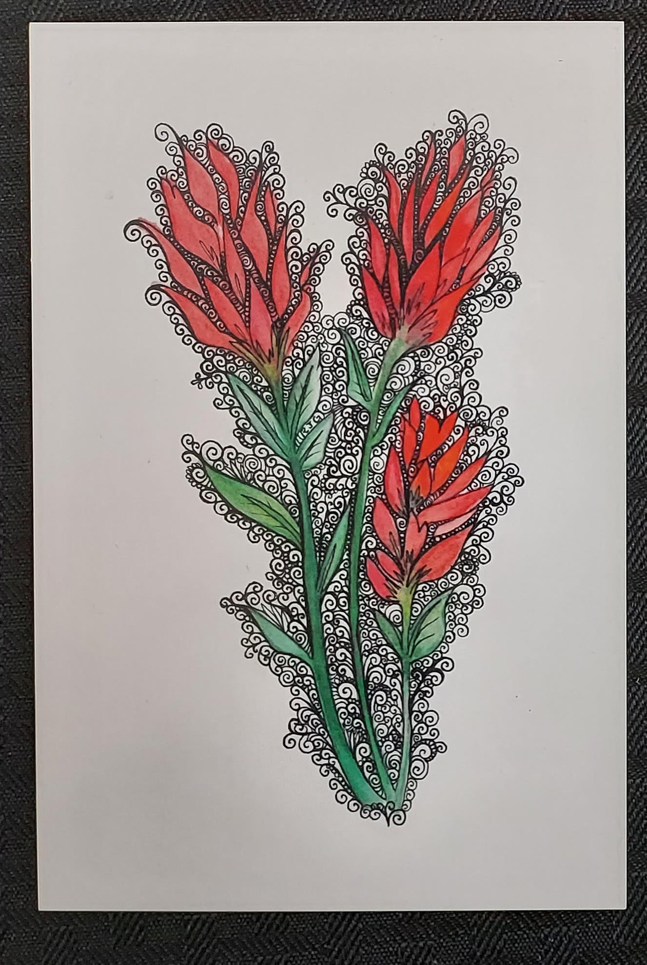 Greeting/Post Card - Indian Paintbrush -Watercolor and Ink