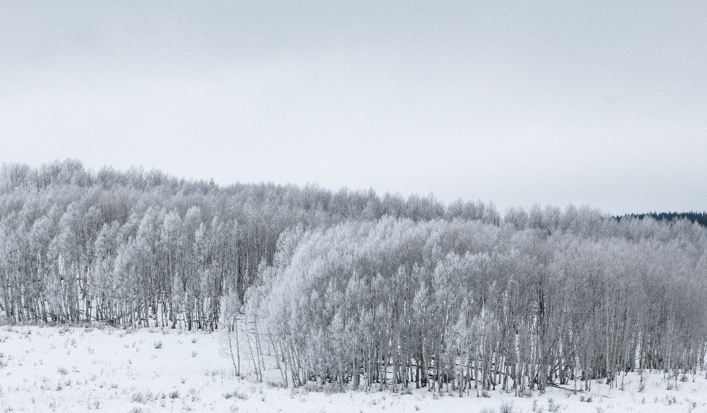 Photograph Print - "Winter Aspens"