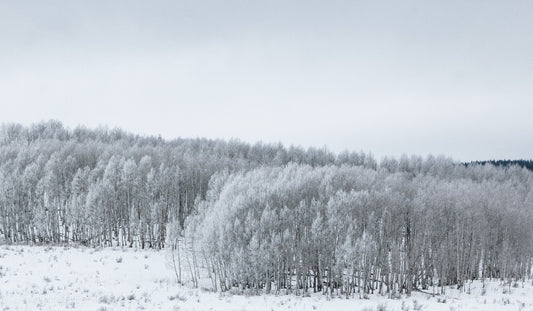 Photograph Print - "Winter Aspens"