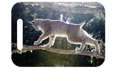Candian Lynx on a branch on a ID tag. Personalize your backpack or luggage with a wildlife photo!