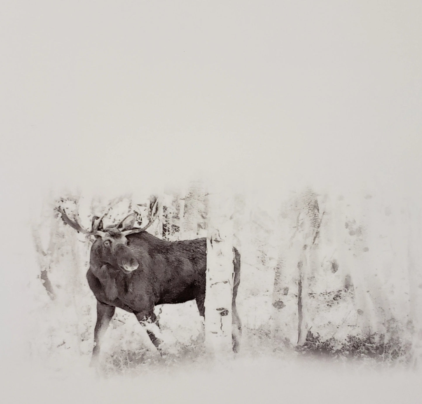 Black and White Photography of a Wyoming Moose in aspen grove with faded background 