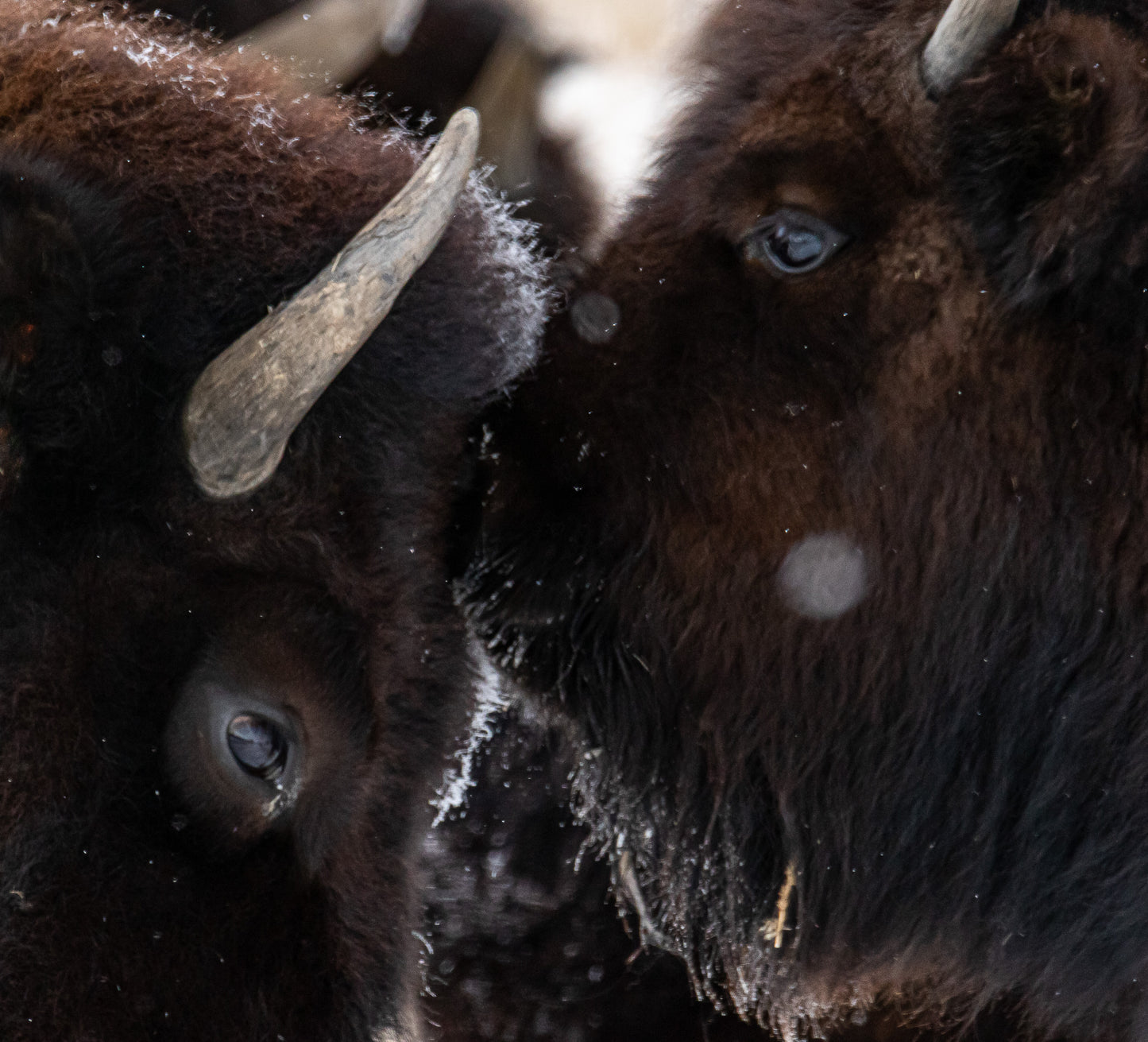 cow and calf bison touching on a cold Wyoming morning