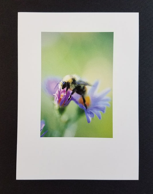 Perfect Landing Bee Photo Card Artist: Crystal Lawrence  Blank card with envelope  Single card  Beautiful photo of a bee landing on flower at Sinks Canyon State Park, Lander Wyoming   4" x 6" card  Taken by the artist near Lander, Wyoming