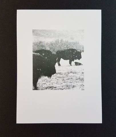 " Wyoming Spring "  Bison Photo Card Four Pack