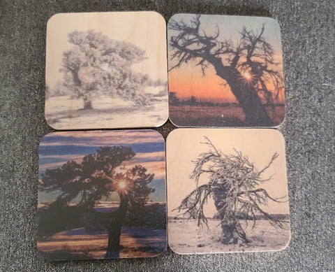 Wooden drink coasters help absorb the condensation from cold drinks  4" square coaster x 1/4" wide  4 different Tree designs from the artists photography       2 designs are colored       2 designs are black and while  Sold as this set