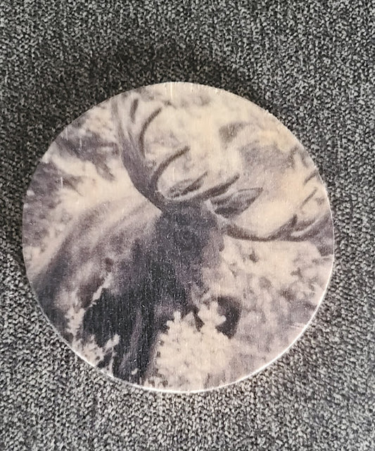 Circular wooden disk with black and white photograph of a bull moose  3.5" across x 1/4" wide  Magnet is inset into the wooden disk