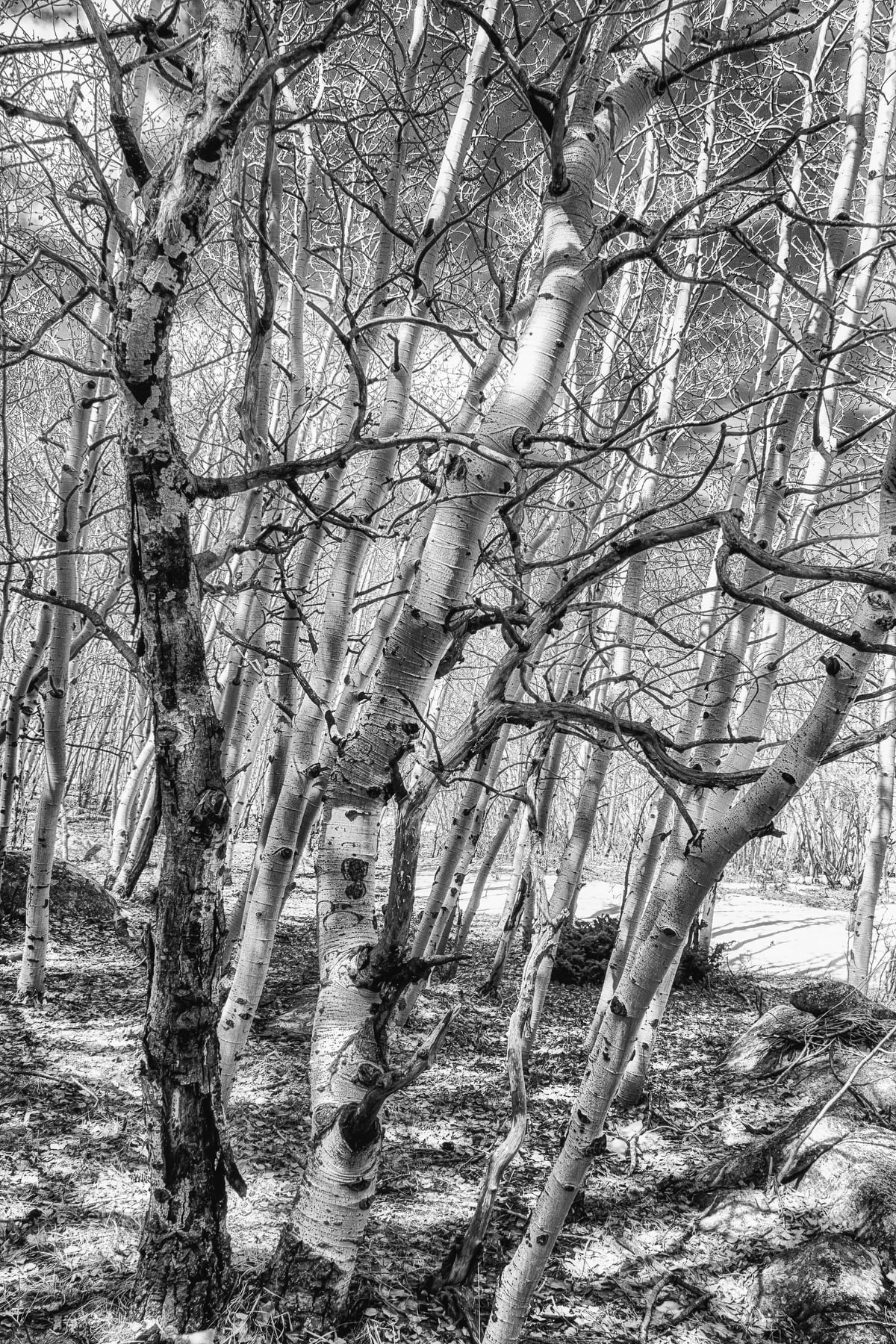 Black and white metal photograph of twisted aspen trees after they have lost all of their leaves.