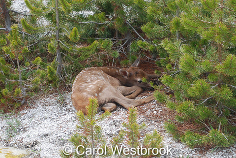 Wyoming spotted elk calf hiding in the pine trees. 5.5" x 7.5" photo ready for framing