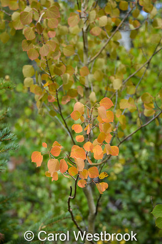 Changing Aspen Leaves Photo, 5" x 7" ready to mat and frame, Early fall colors Wyoming