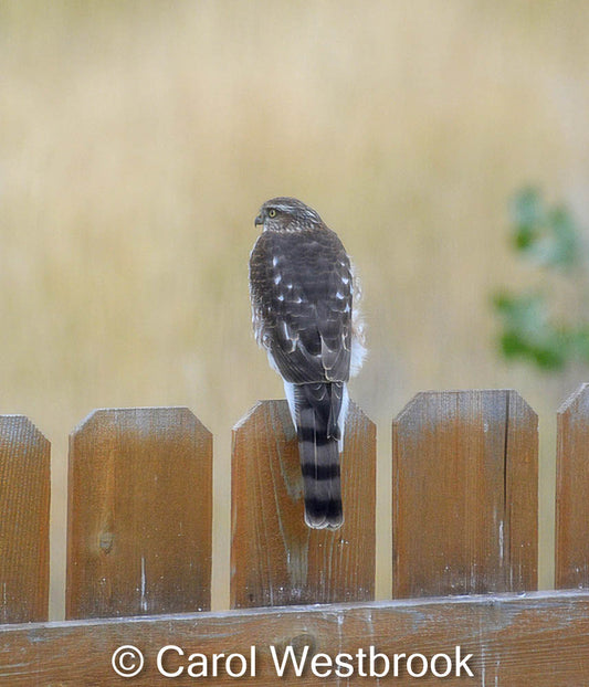 " Sharp Shinned Hawk " Matted Photograph