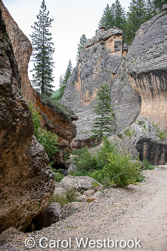 " Crazy Woman Canyon " Matted Photograph