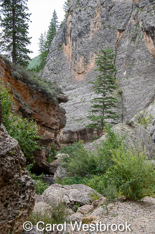 " Crazy Woman Canyon " Matted Close Up Photograph