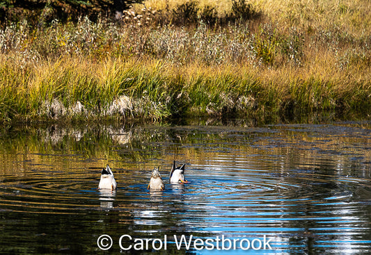 " Ducks Diving At Schwabachers " Matted Photograph