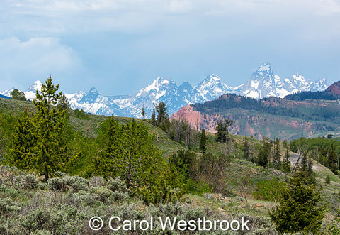 " Tetons From The Gros Ventre " Matted Photograph