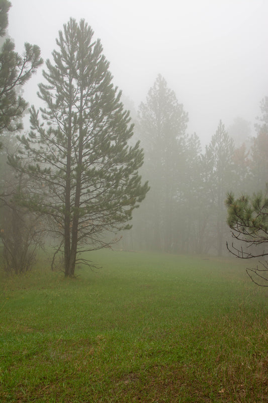 " Black Hills National Forest " Matted Photograph Photographer: Carol Westbrook 5" x 7" Photograph  8" x 10" including the white matting  Matting is 2" wide  Forest in the fog near Hullett Wyoming  Ready for framing