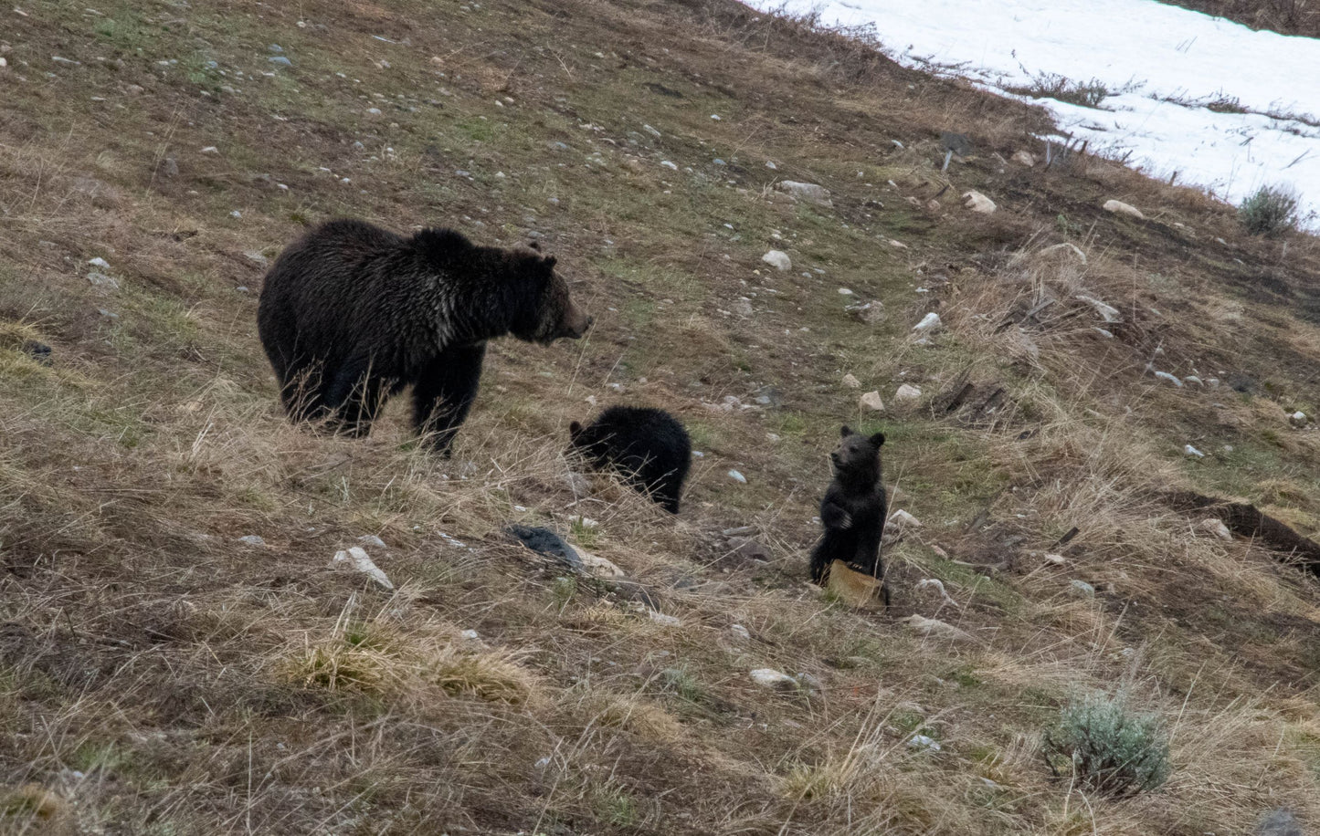 " Grizzly Sow And Her Cubs " Matted Photograph
