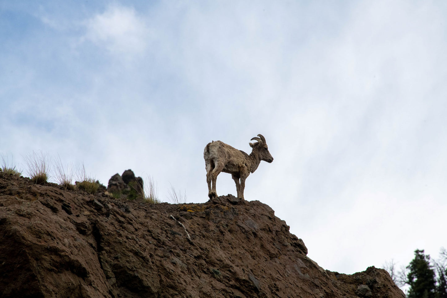 " Big Horn Sheep On The North Fork " Matted Photograph