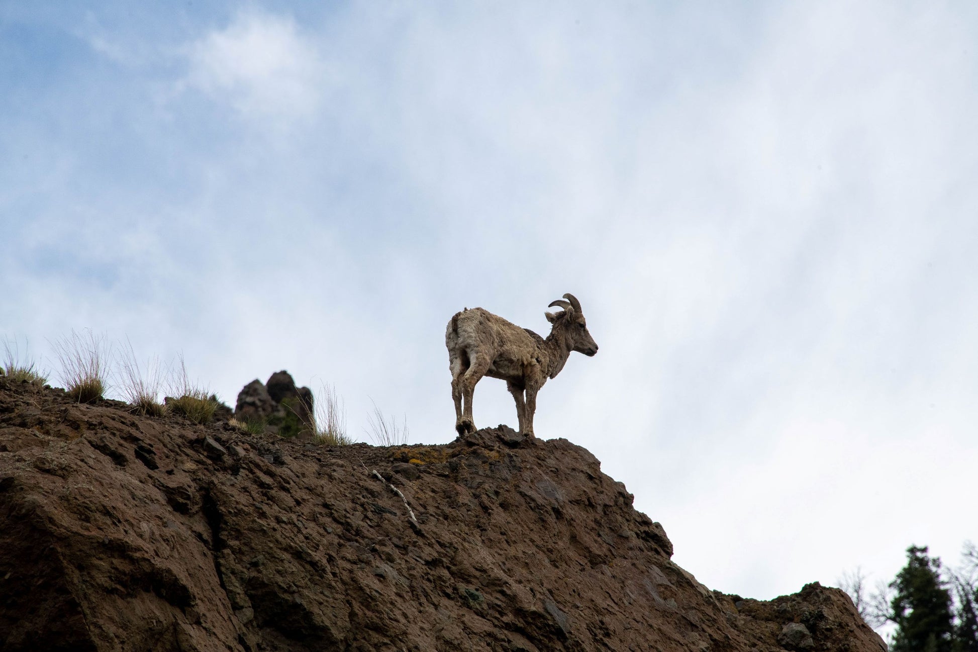 <h1>" Big Horn Sheep On The North Fork " Matted Photograph</h1> <h2>Photographer: Carol Westbrook</h2> <p>5" x 7" Photograph</p> <p>8" x 10" including the white matting</p> <p>Matting is 2" wide</p> <p>Big Horn sheep standing on rock outcropping<br></p> <p>Ready for framing</p>