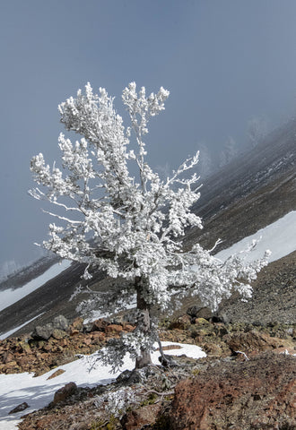 " Hoar Frost On Sylvan Pass " Metal Easel Back Photo