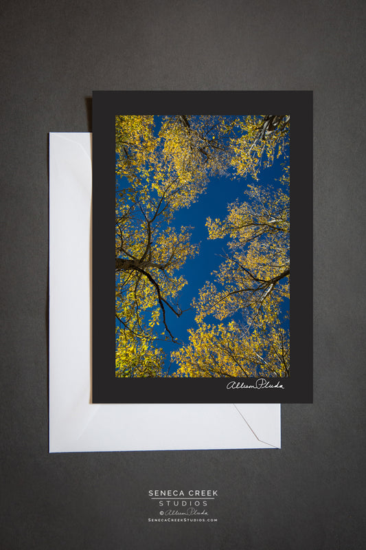 looking up into the beautiful golden colored trees druing a fall day in wyoming. blank card with envelope