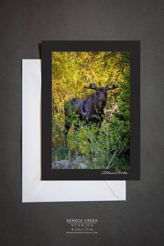 blank card with envelope. young bull moose eating willows