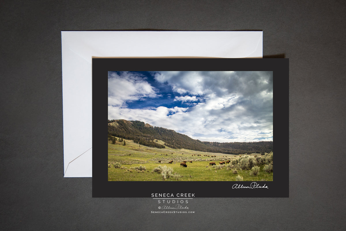 bison grazing in a valley in Yellowstone National Park. blank card with envelope
